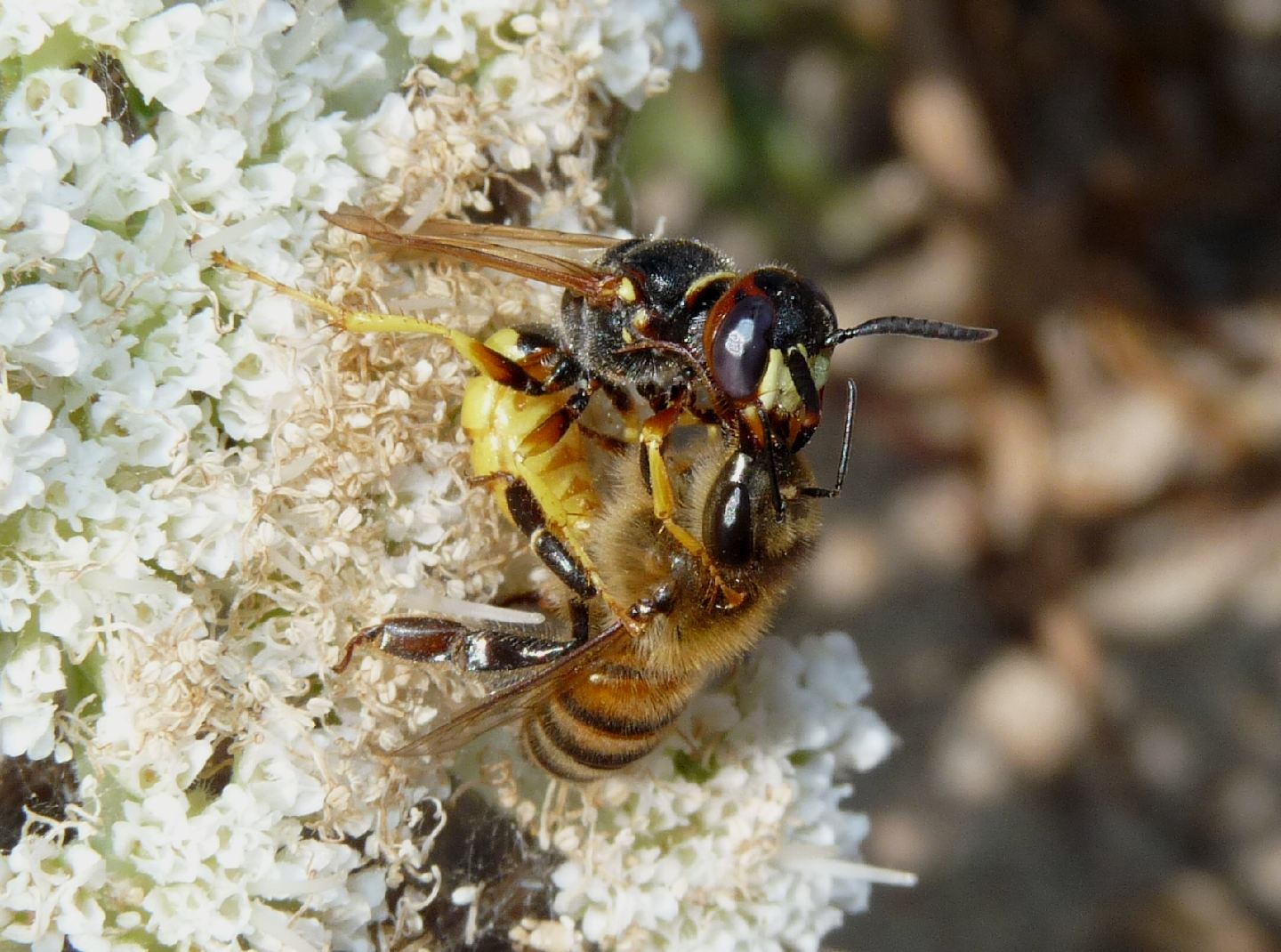 Pugnalata in diretta: Philantus triangulum e Apis mellifera